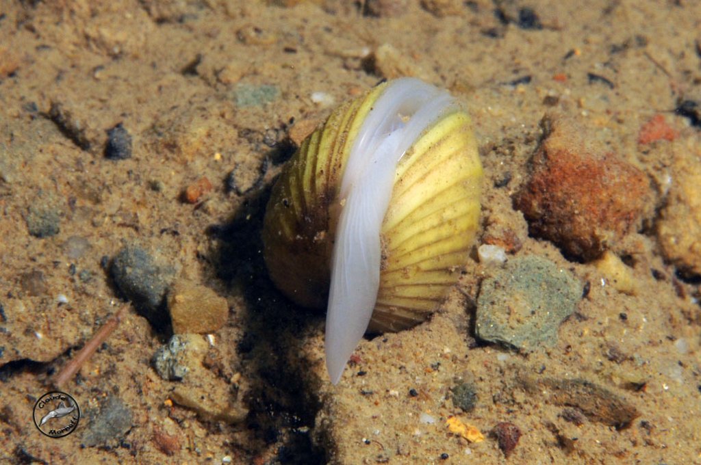 Представитель Семейства Corbiculidae